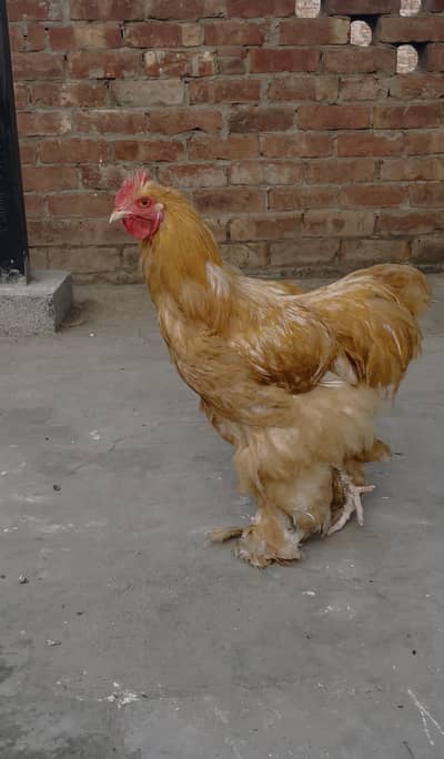 Havey Golden Buff Breed male for sale