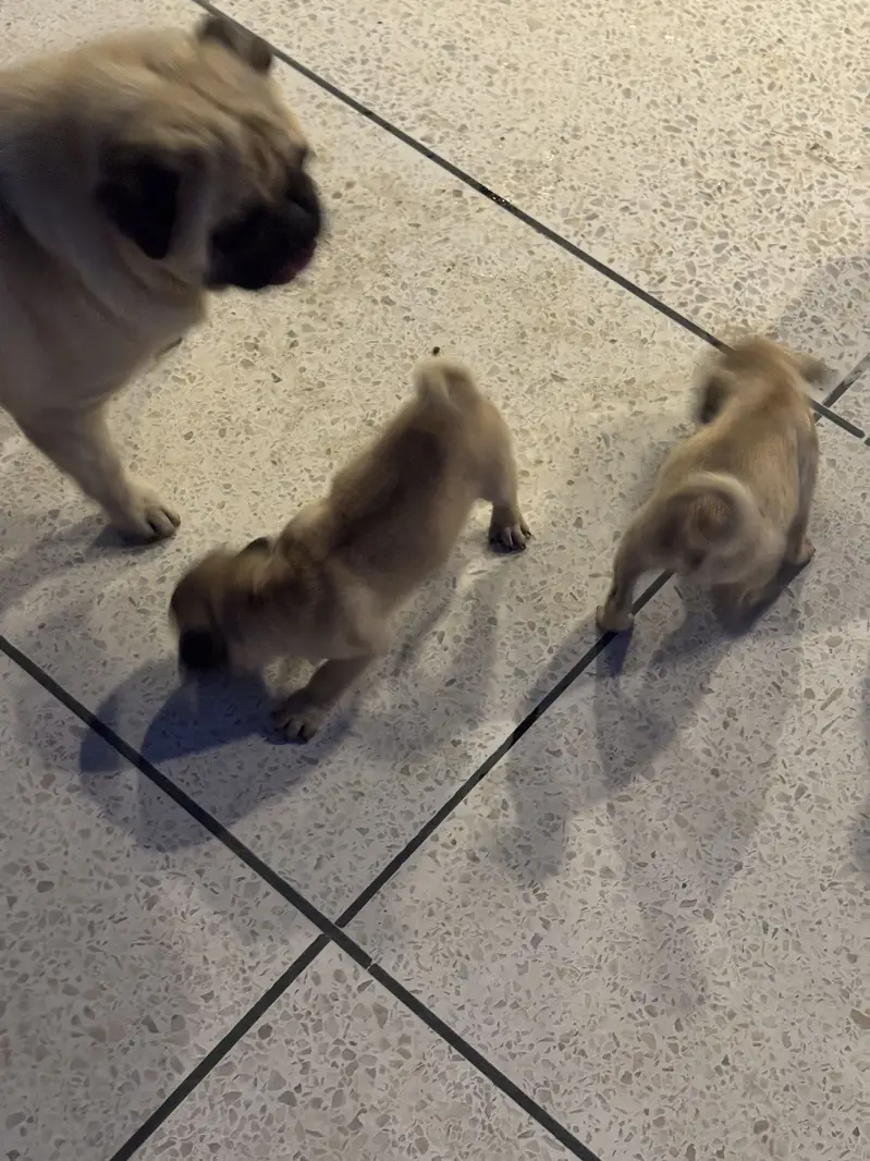 Pugs pair for sell — photo 4
