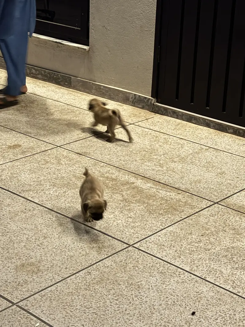 Pugs pair for sell — photo 5