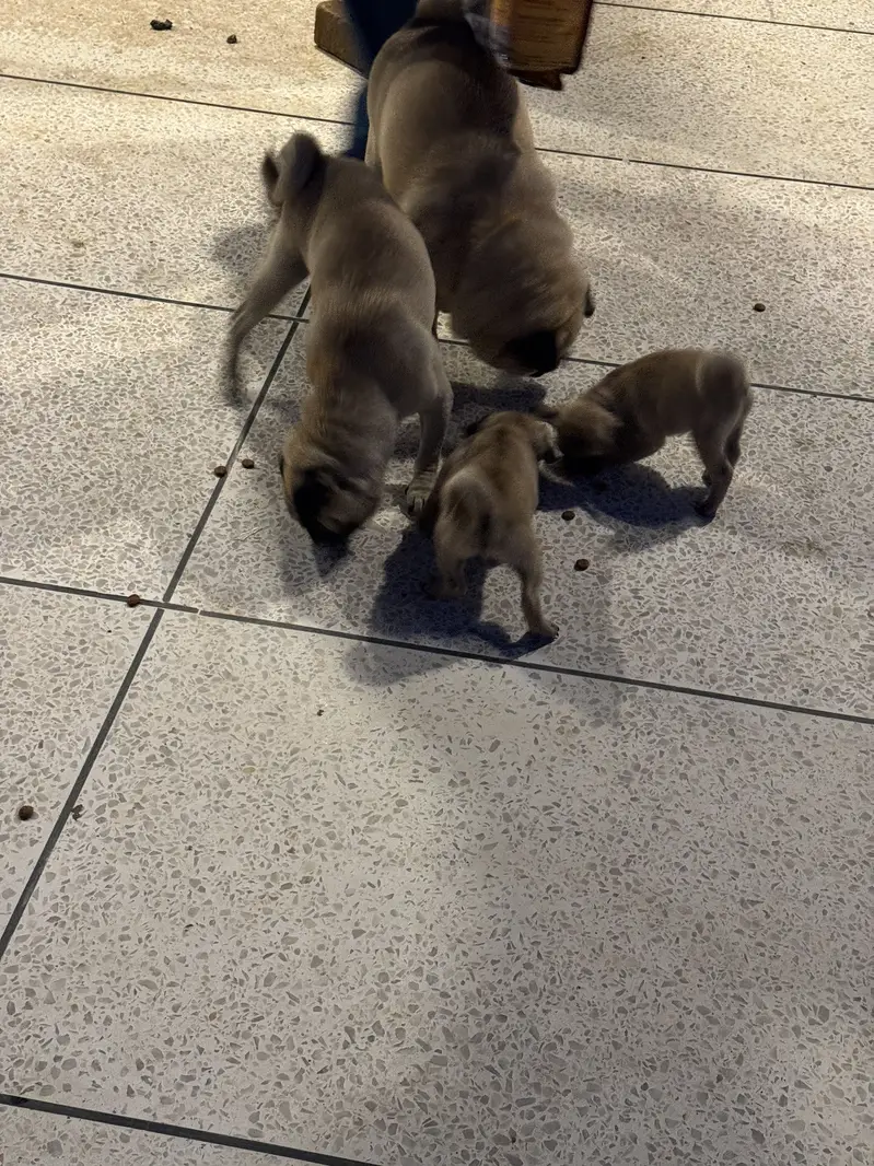Pugs pair for sell — photo 7
