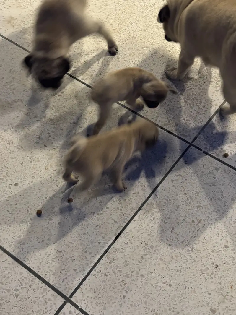 Pugs pair for sell — photo 8