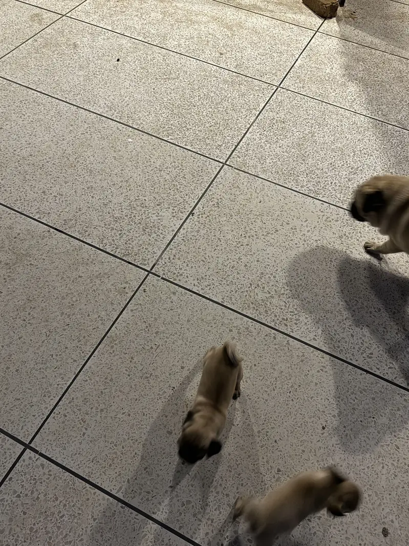 Pugs pair for sell — photo 9