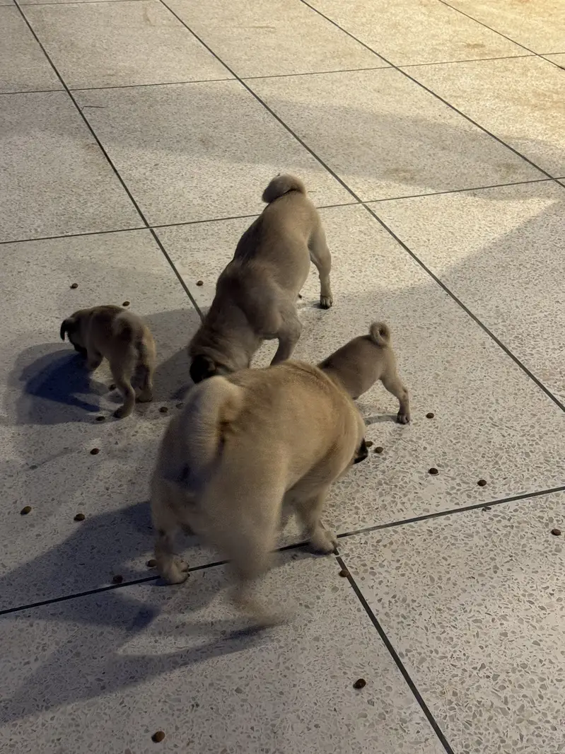 Pugs pair for sell — photo 11