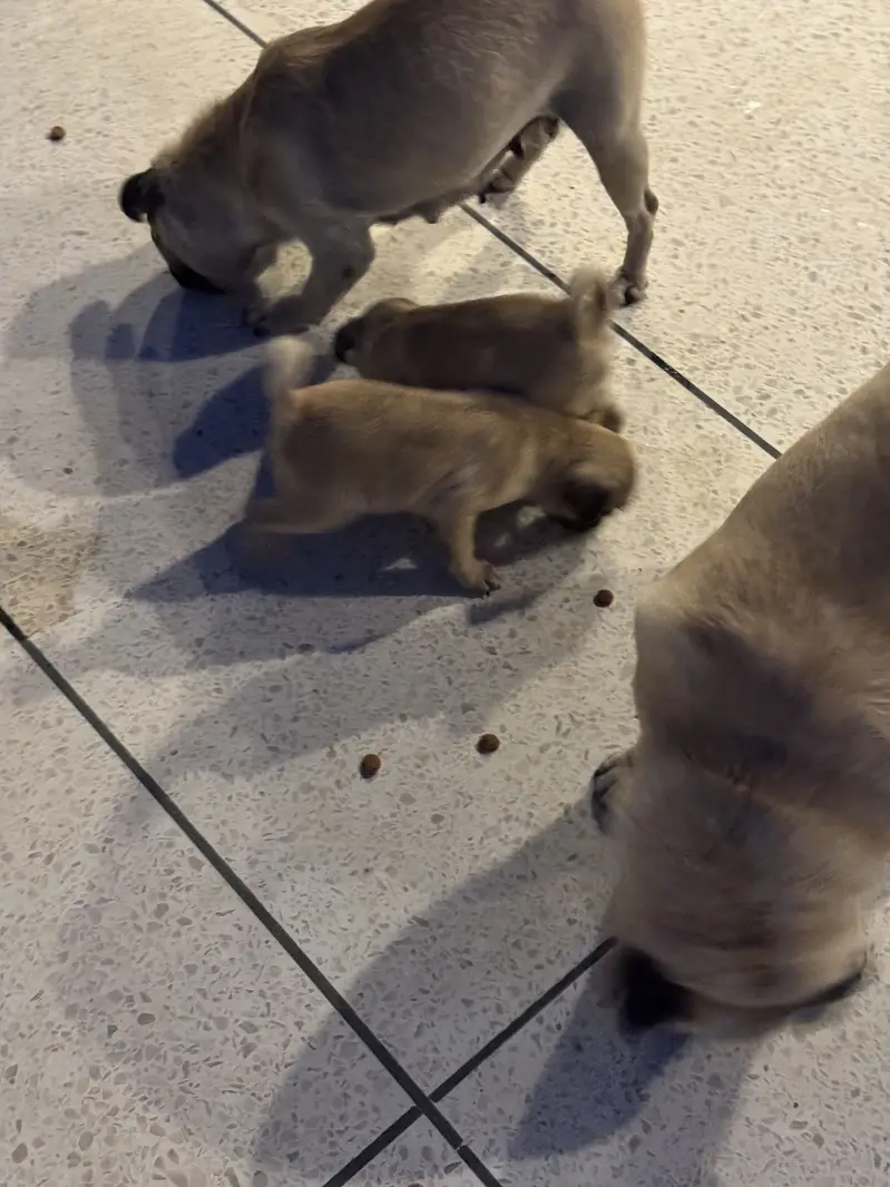 Pugs pair for sell — photo 12
