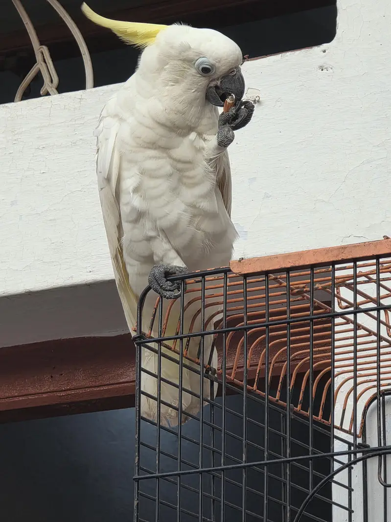 triton cockatoo female — photo 4