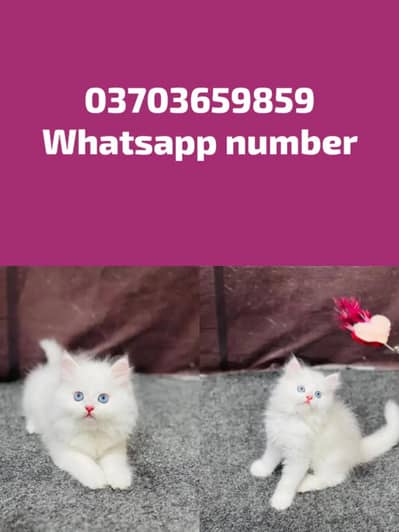 Persian Female kitten for sale