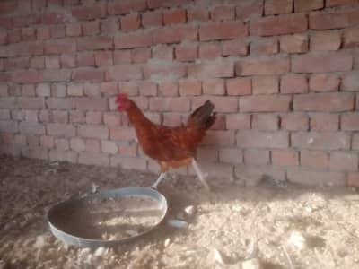 Cheap hens