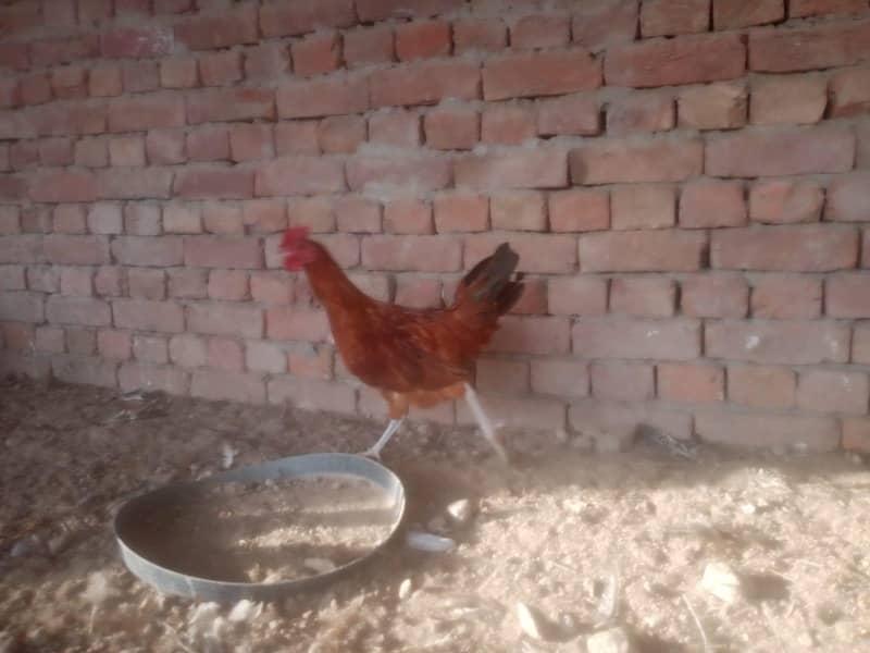 Cheap hens 0