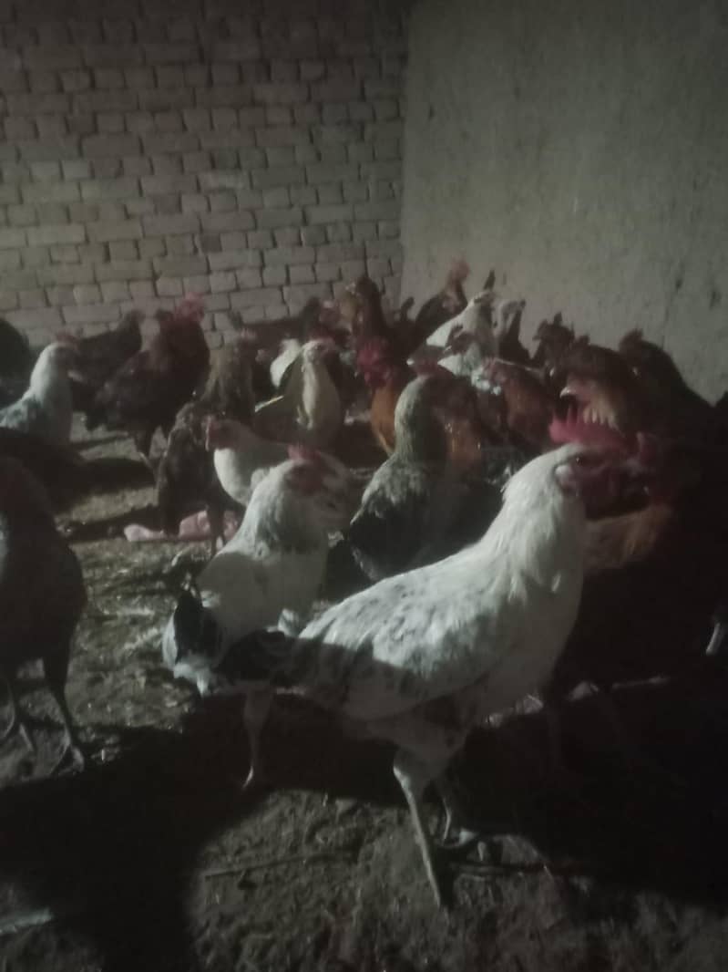 Cheap hens 1