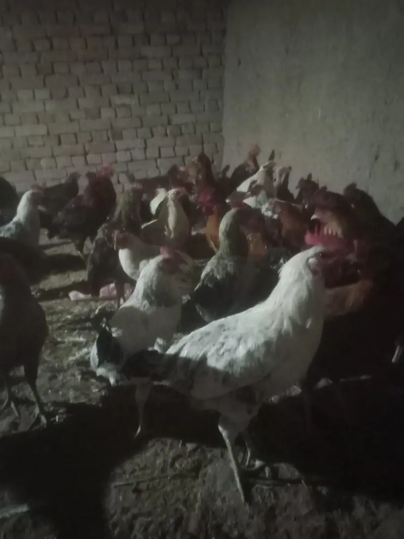 Cheap hens — photo 2