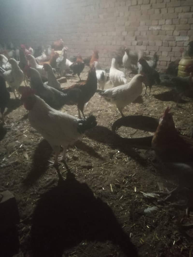 Cheap hens 2