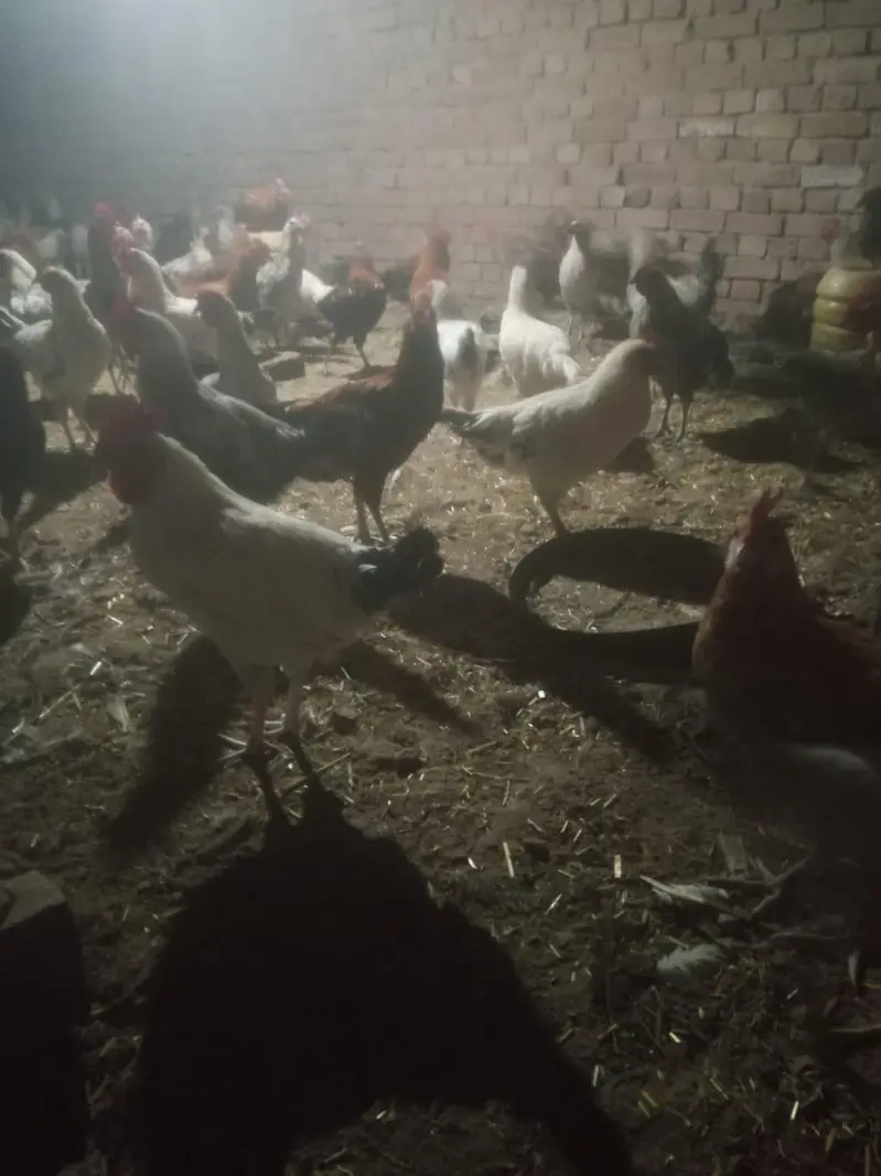 Cheap hens — photo 3