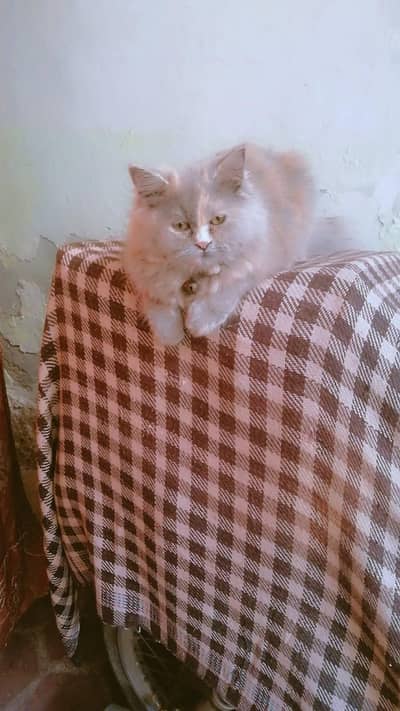 Persian cat