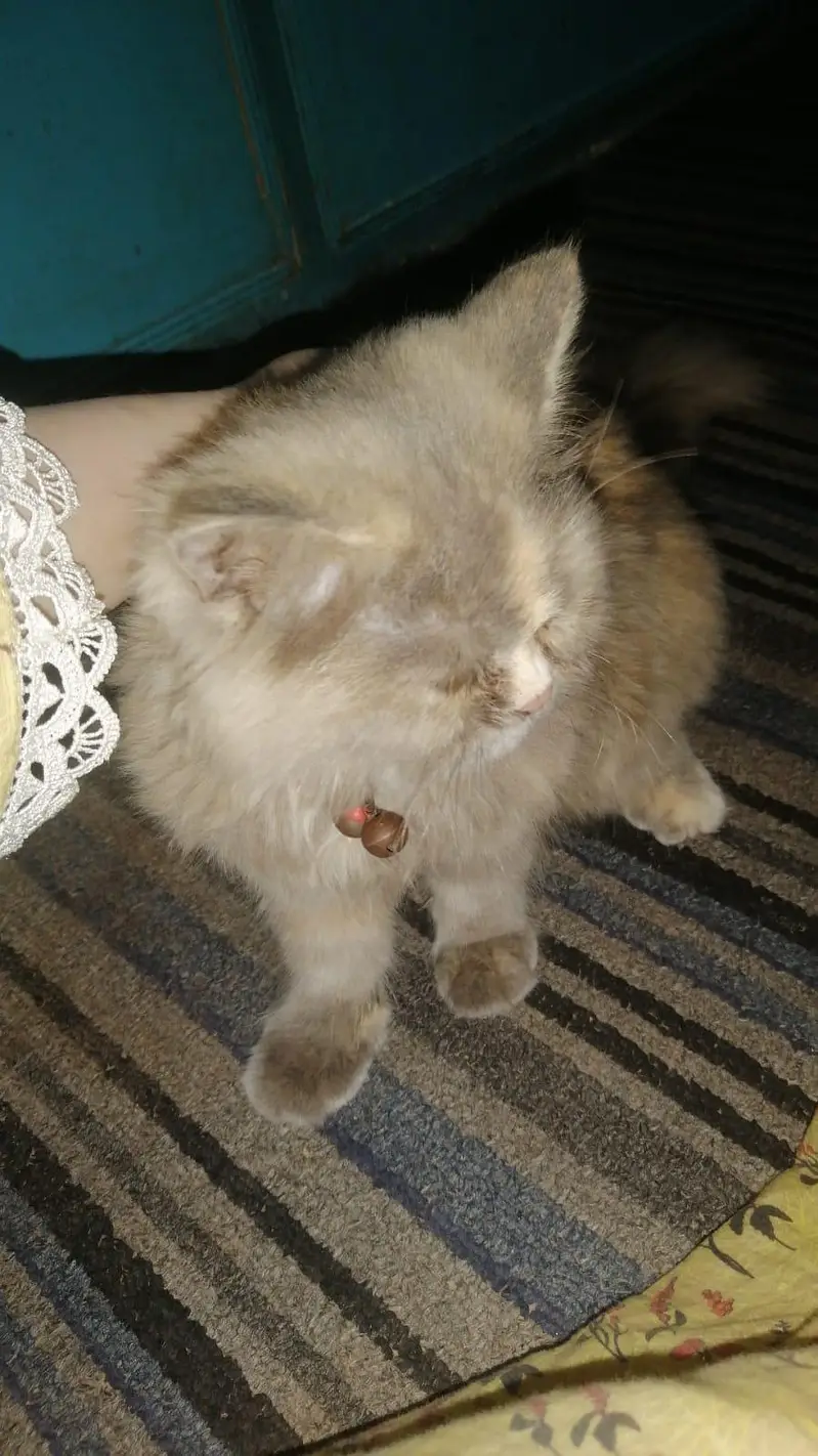 Persian cat — photo 2