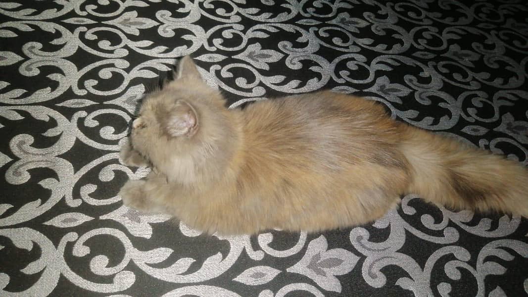 Persian cat 2