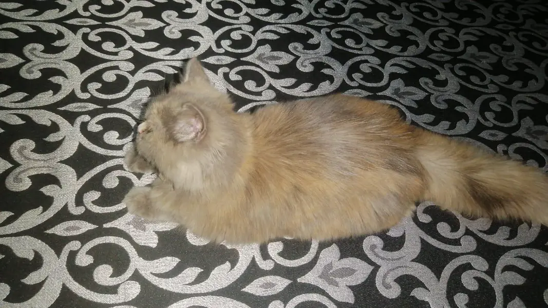 Persian cat — photo 3