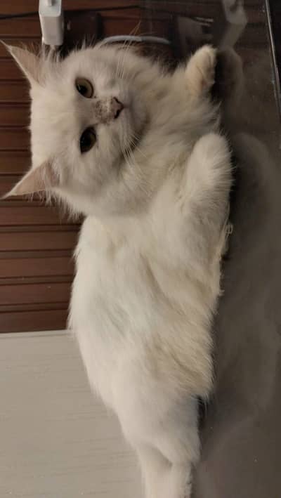 Persian cat, (mellow)