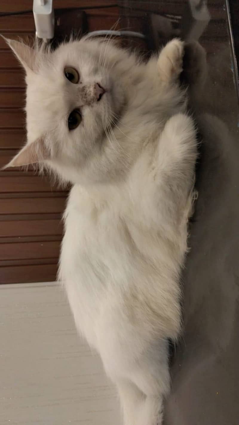 Persian cat, (mellow) 0