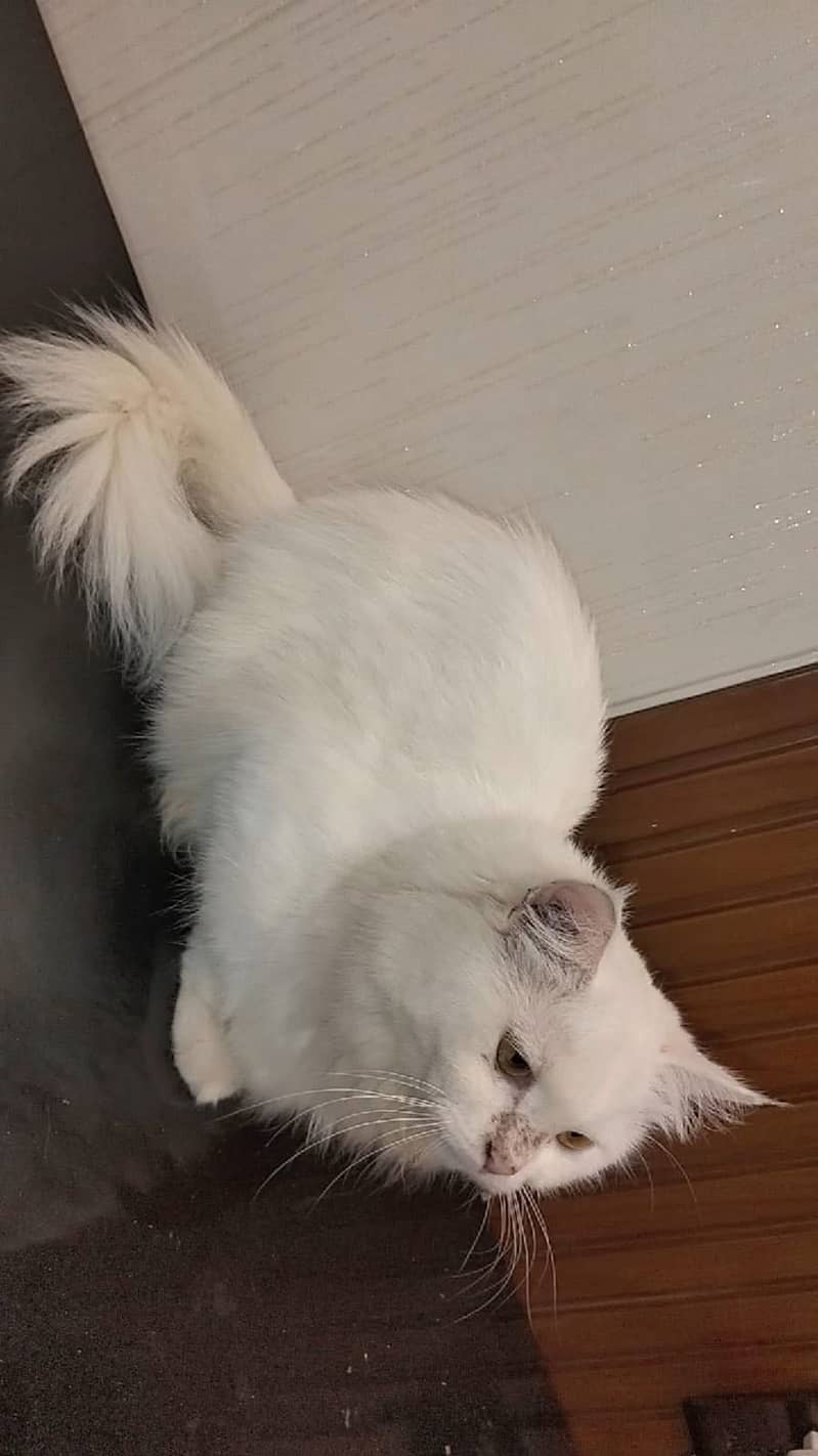 Persian cat, (mellow) 1