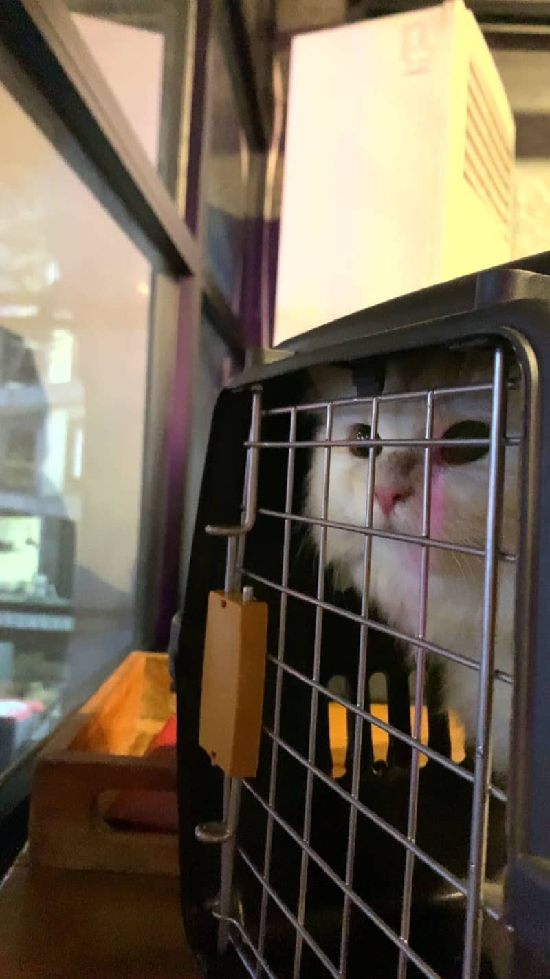Persian cat, (mellow) 3