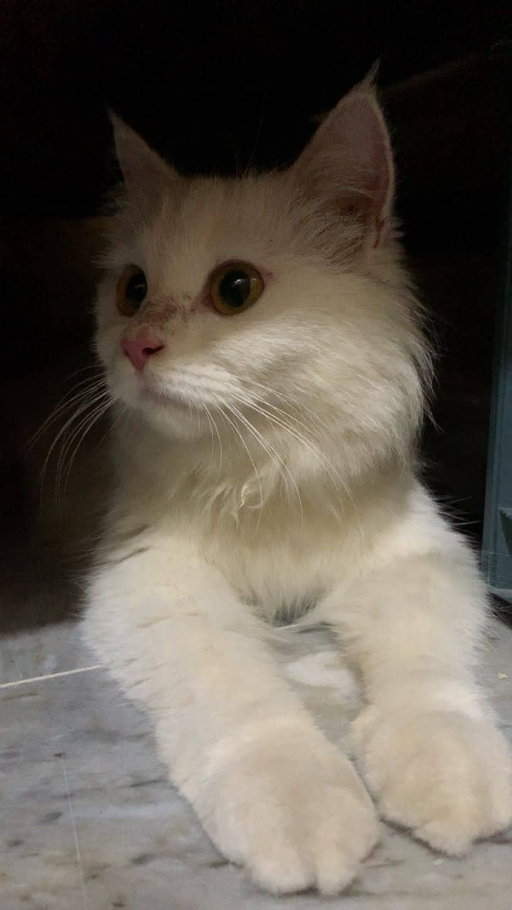 Persian cat, (mellow) 4