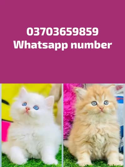 Persian Female kitten for sale