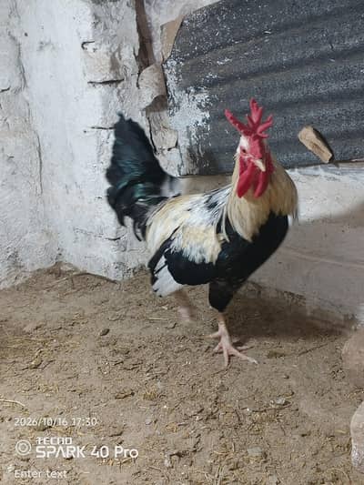 Dandarwi cock