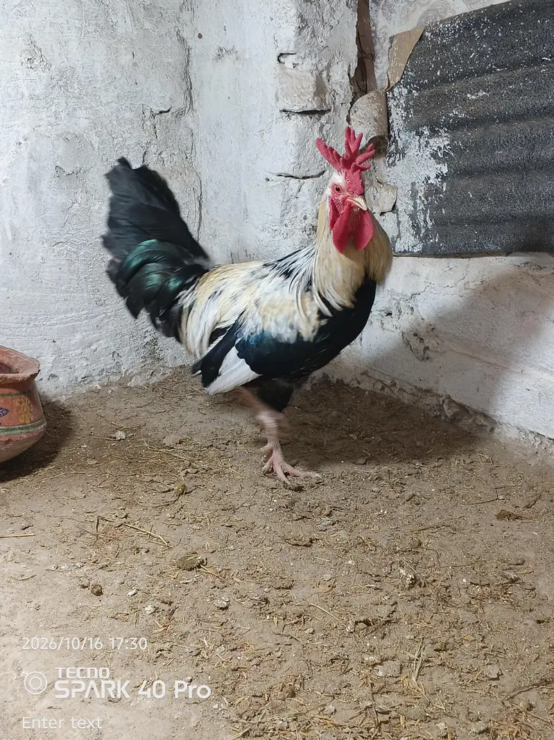 Dandarwi cock — photo 2