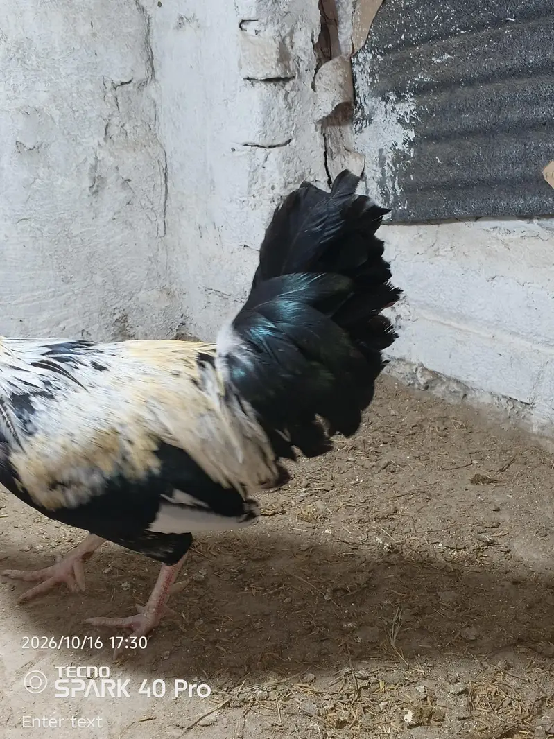 Dandarwi cock — photo 3