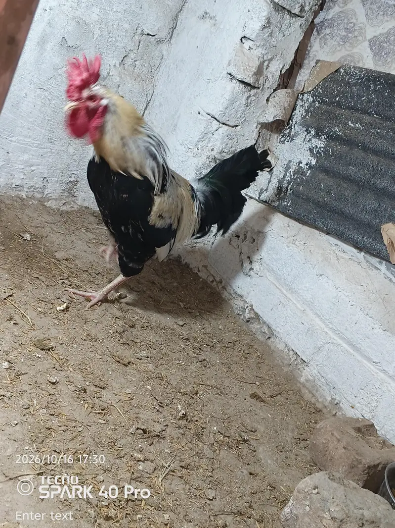 Dandarwi cock — photo 4
