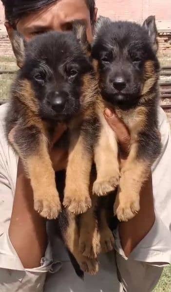 German shepherd puppy For Sale Contact My Whatsapp 0325_2905085