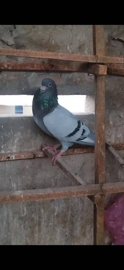 Blue Grey Pigeons Pair with 2 Babies for Sale
