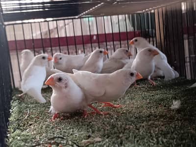 snow white finch chicks
