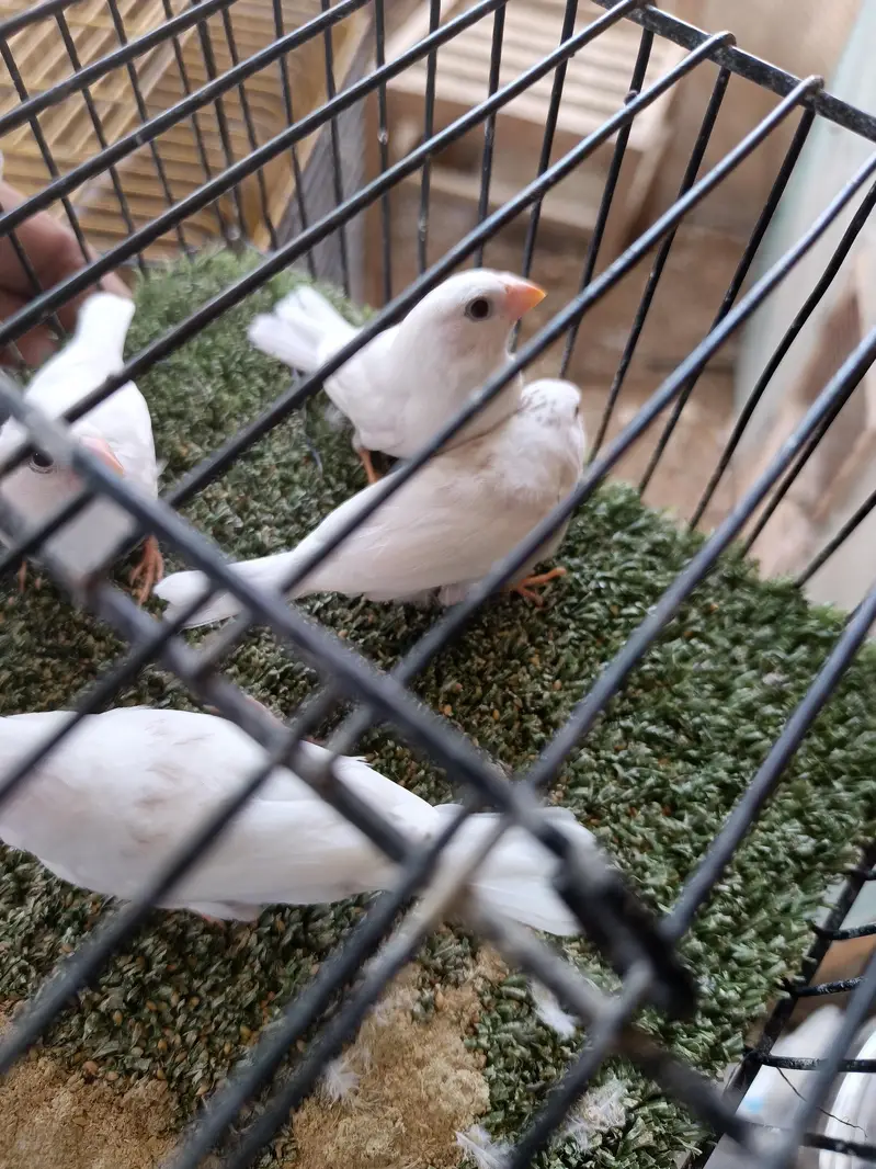 snow white finch chicks — photo 2