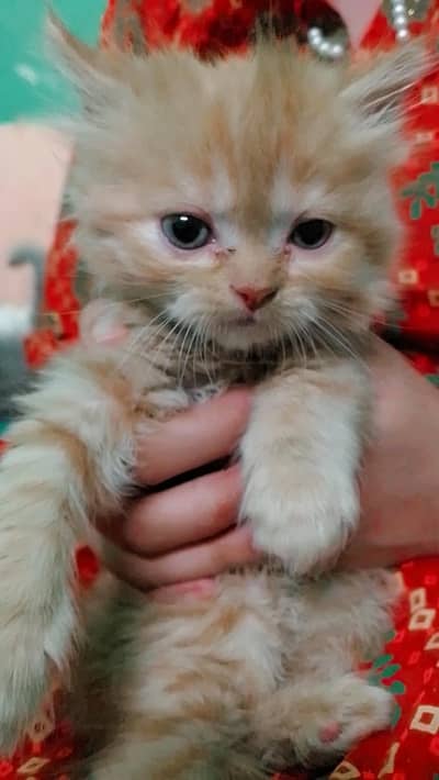 7 New Born Cats