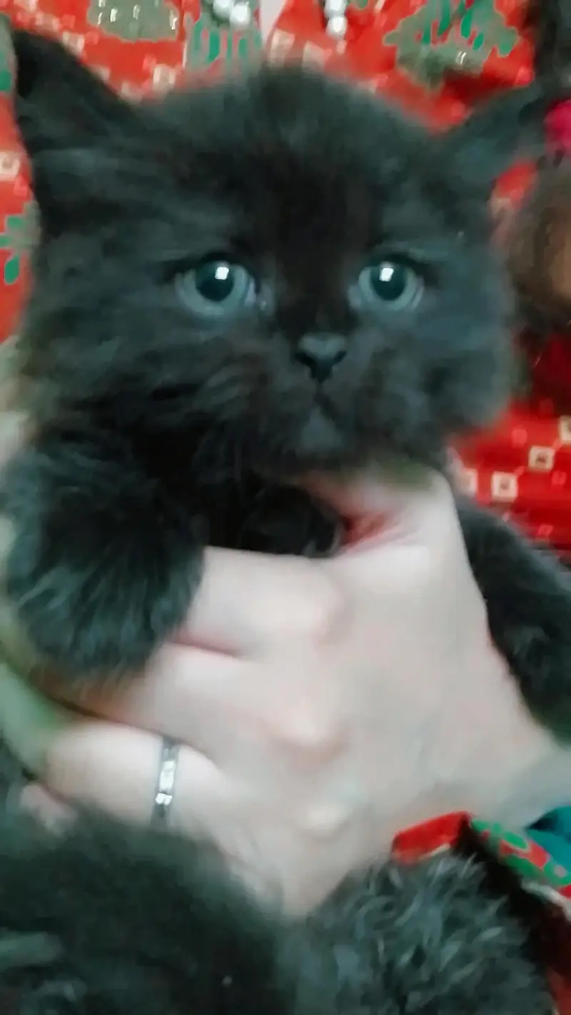 7 New Born Cats — photo 2