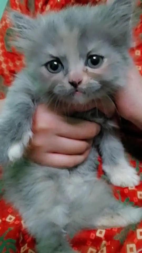 7 New Born Cats — photo 3