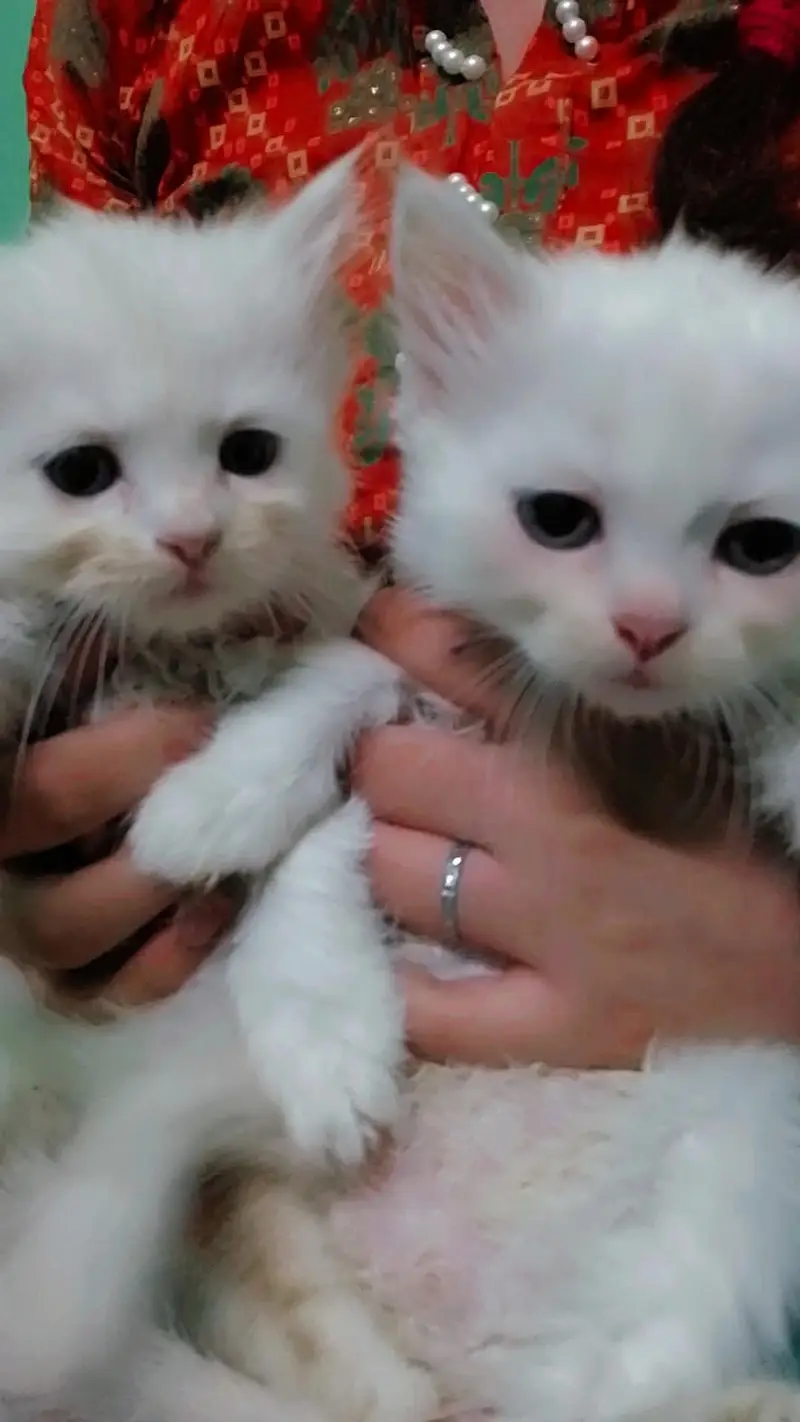 7 New Born Cats — photo 4
