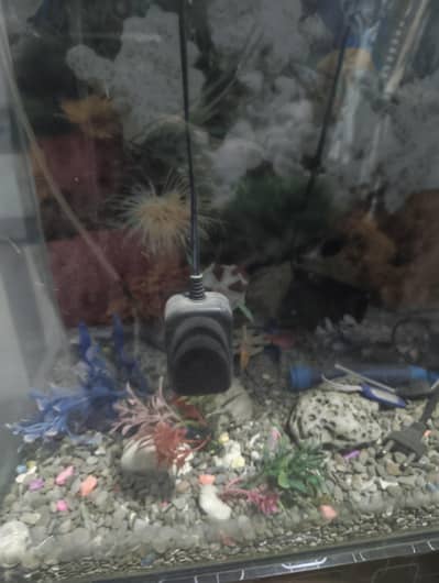Selling a fish tank