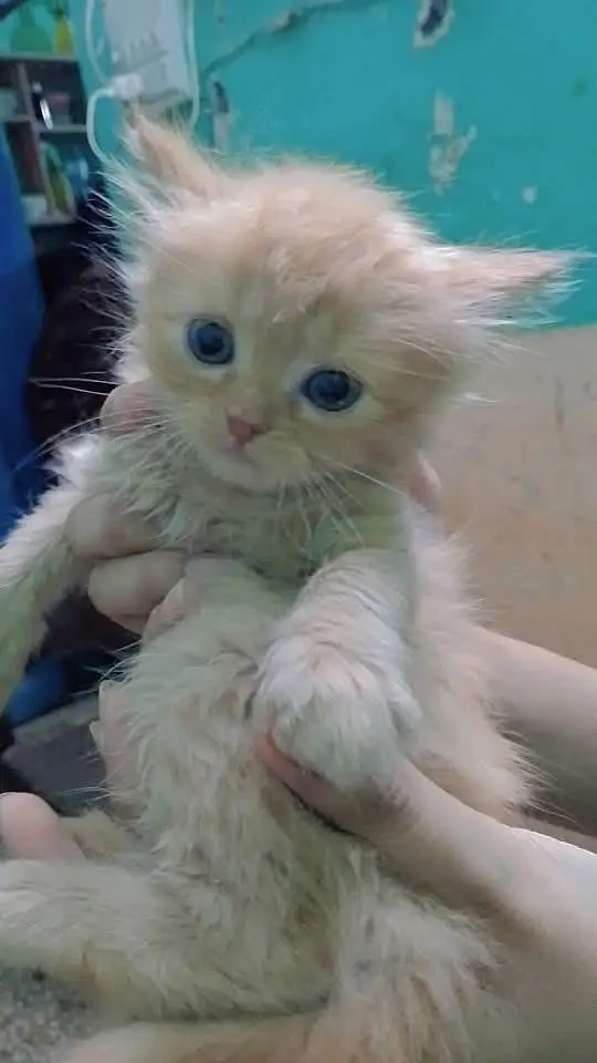 7 New Born Cats — photo 5