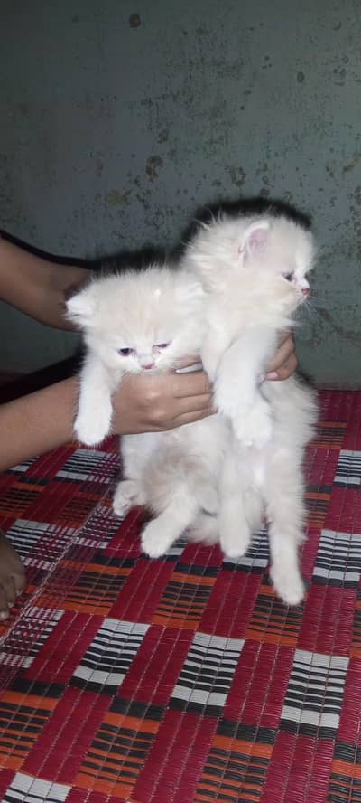 Beautiful Pair of 2-Month-Old Kittens for Sale