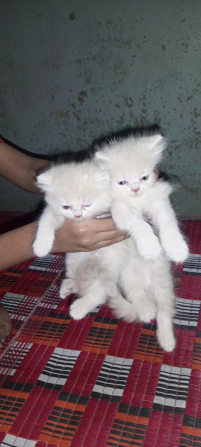Beautiful Pair of 2-Month-Old Kittens for Sale — photo 2