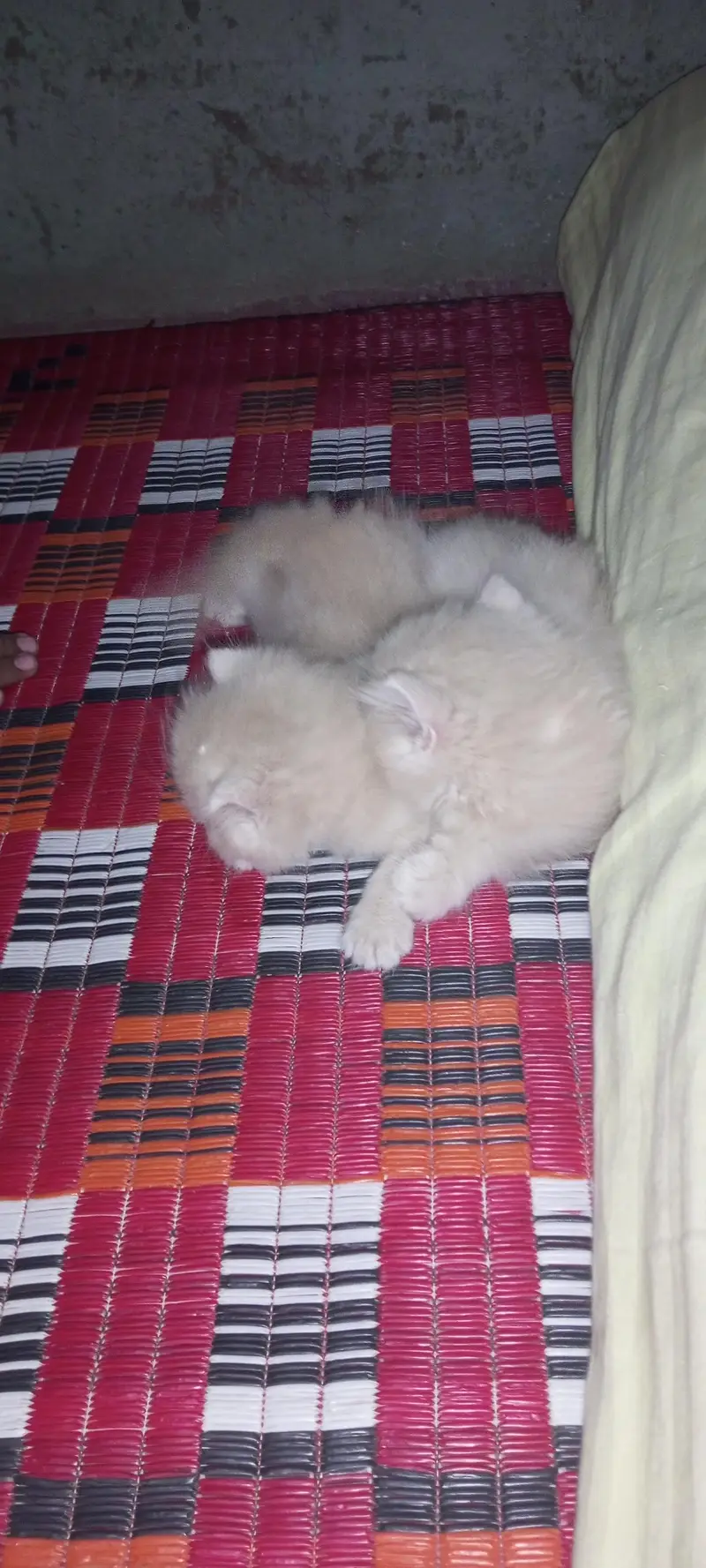 Beautiful Pair of 2-Month-Old Kittens for Sale — photo 3