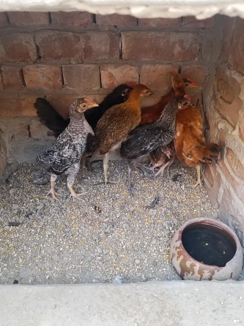 Desi chicks — photo 2