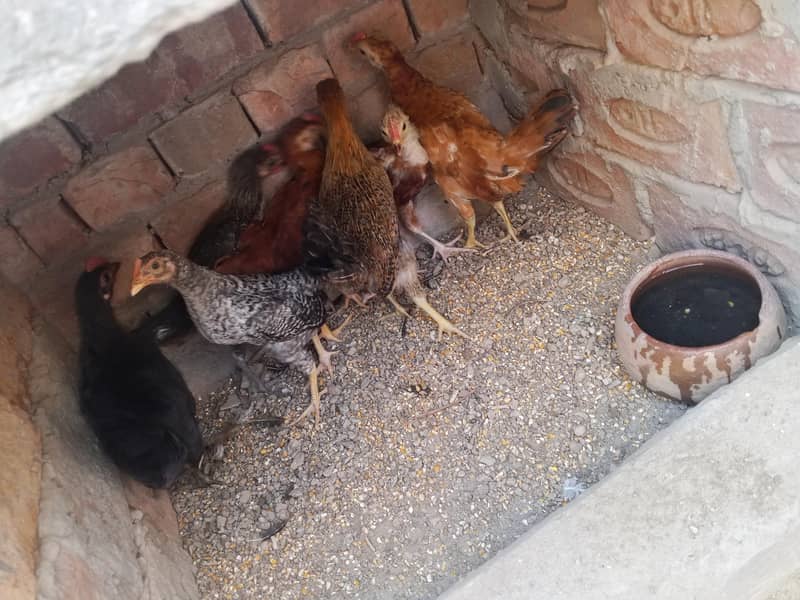 Desi chicks 2