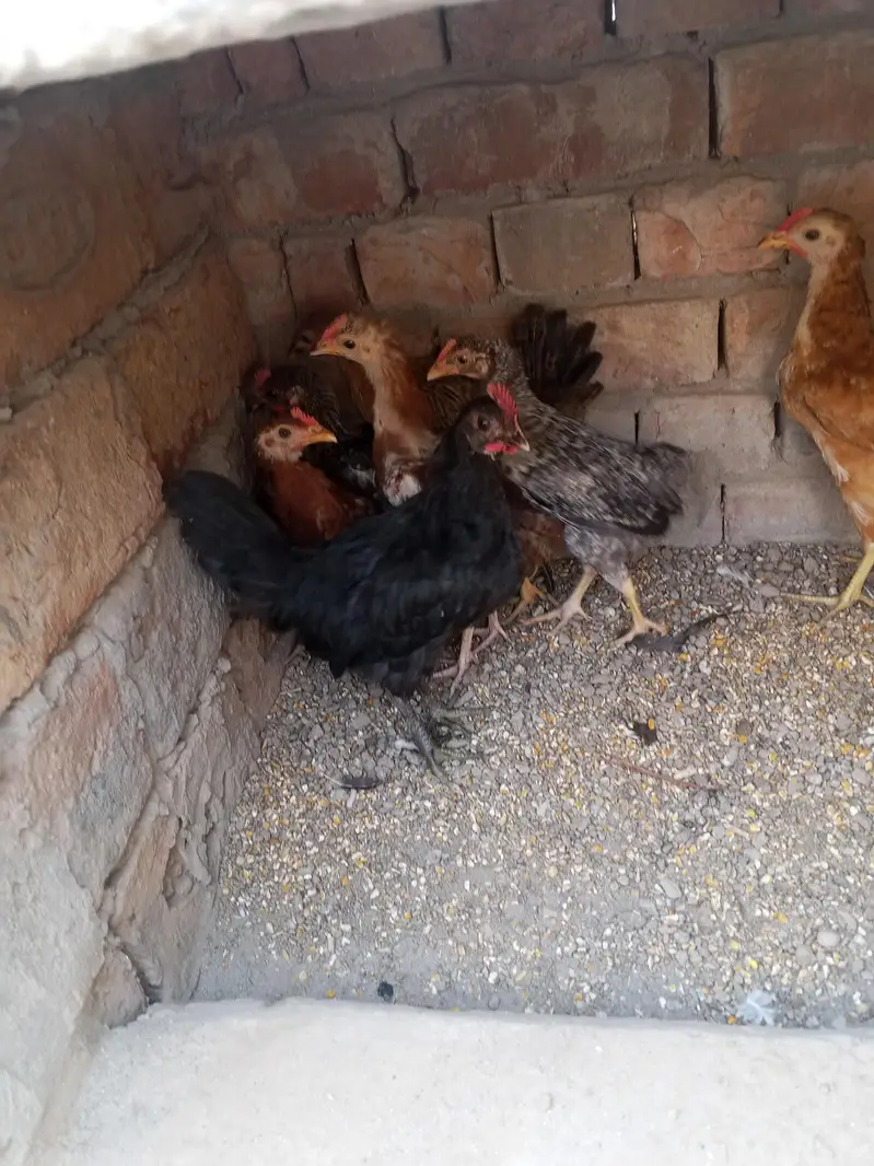 Desi chicks — photo 4