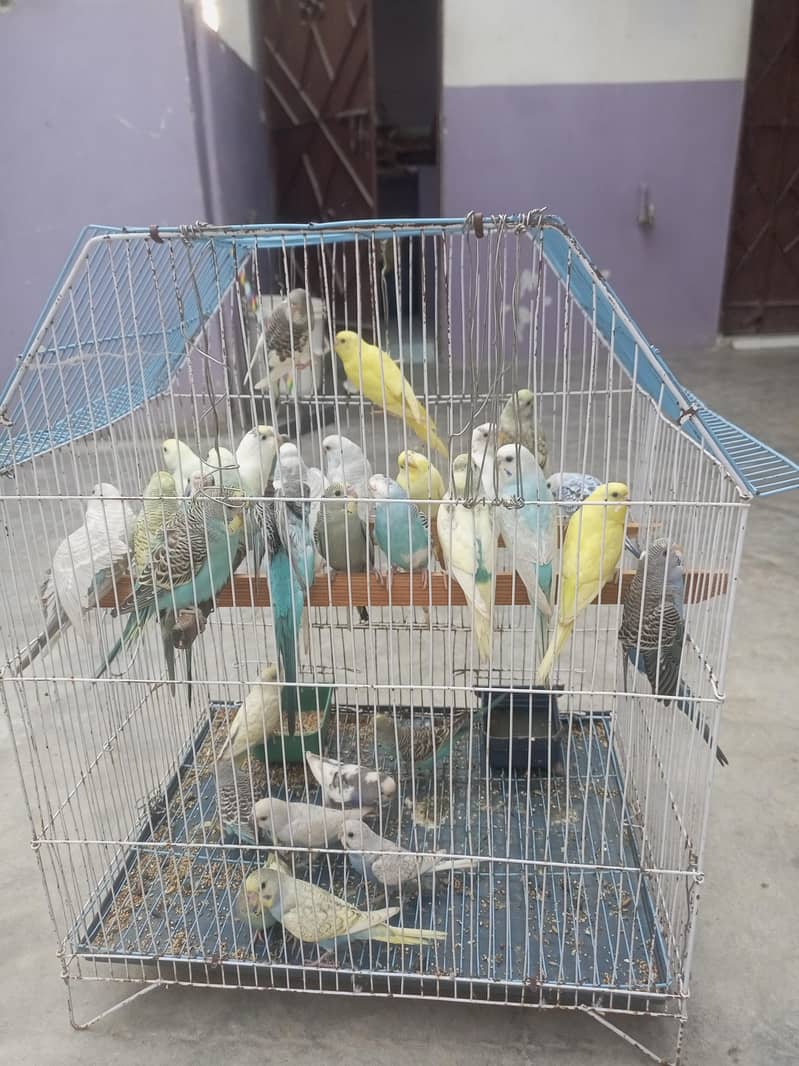 parrots 0