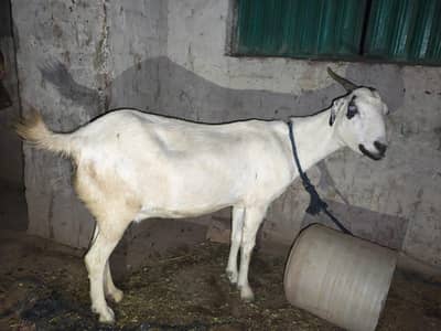 Ghaban Bakri Goat femala