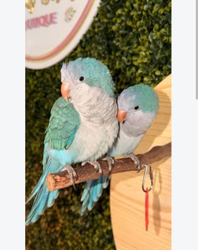 beautiful parrot ready to breed pair with DNA