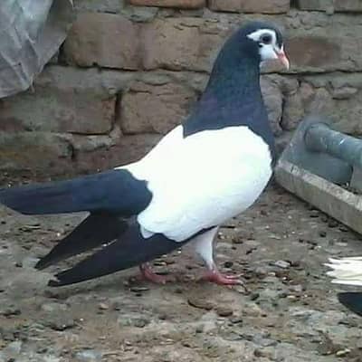 best kabotar
